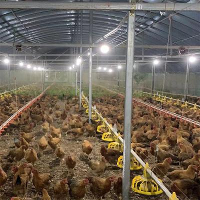 China broiler house chicken farms closed poultry automatic feeding system broiler house chicken farms closed poultry automatic feeding system for sale