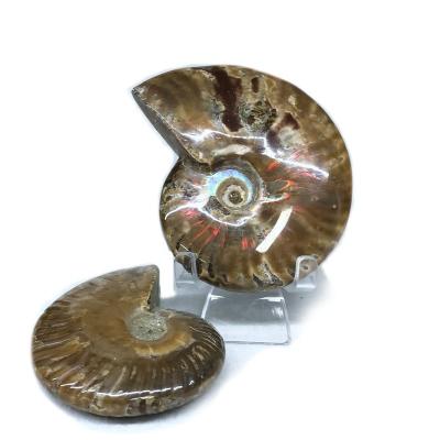 China Europe Natural Nautilus Conch Ammonite Fossil Fossil Pieces For Home Decoration for sale