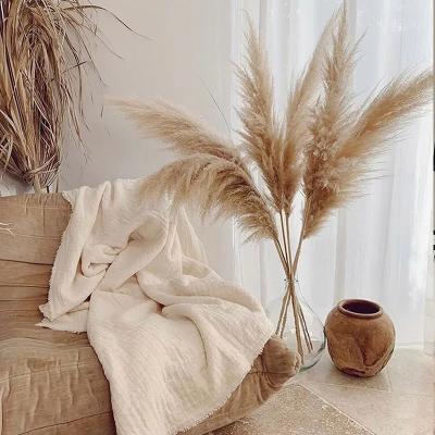 China Green Minimalist Home Natural Grass Dried Flower Environmental Protection Christmas Decorations Decor Wedding Pampass for sale