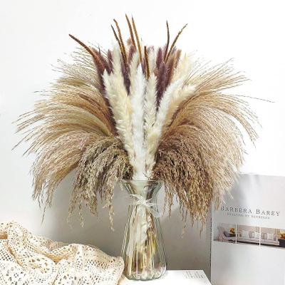 China Home Decor New Year Free Sample Environmental Protection Natural Dry Floral Arrangement Bulk In Small Green Fluffy Brown Pampass Grass for sale