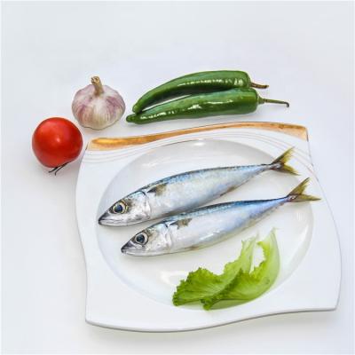 China FROZEN Sea Mackerel Frozen Pacific Fishes with Good Price for sale