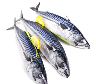 China Frozen Pacific Fishes WR FROZEN Fresh Sea Mackerel for sale