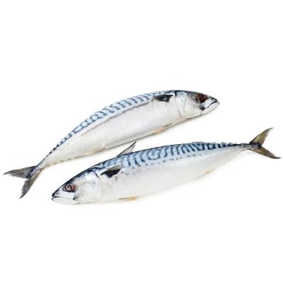 China 300-500G Frozen Whole Round Mackerel Sea Frozen Pacific Dream for sale