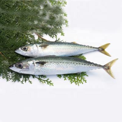 China Pacific mackerel hook fish local FROZEN sea small for sale