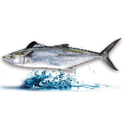 China Spanish Mackerel Fish FROZEN Scientific Name (Scomberomorus niphonius) for sale