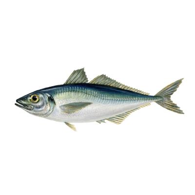 China Big Eye Saurels FROZEN Frozen Fish / Seafood With Good Price for sale