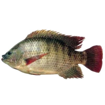 China Seafood JELLY WR quality tilapia frozen fish of the best for sale