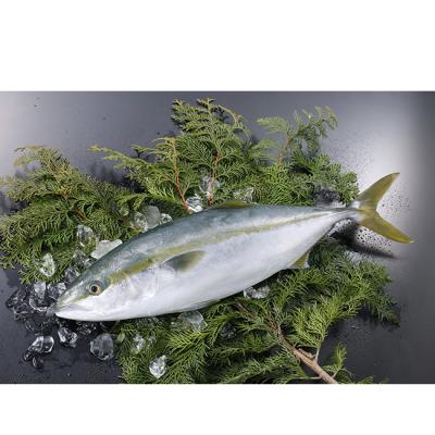 China Frozen Yellowtail Fish FROZEN WR for sale