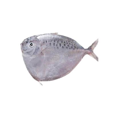 China 150-200g FROZEN Fresh Mene Maculata/Frozen Moonfish for sale