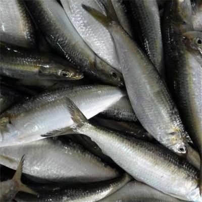 China BQF sardinops melanosticta sardine fresh FROZEN fish for sale