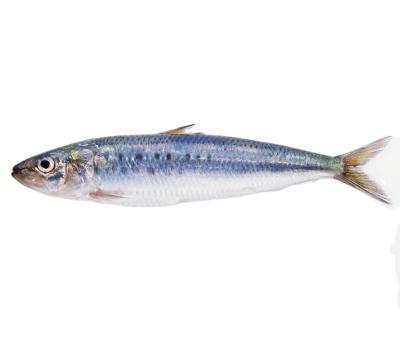 China FROZEN Frozen Fish Sardines For Canning And Market Sardinella Longiceps for sale