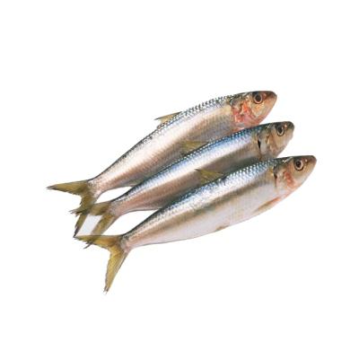 China Good Quality Wholesale FROZEN Sardine Frozen Fish for sale