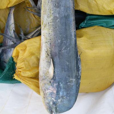 China New FROZEN Sea Mahi Mahi Landing Coryphaena Hippurus Frozen Whole Round for sale