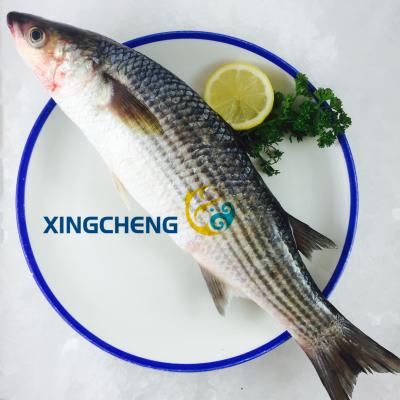 China FROZEN ground frozen Gray Mullet Gutted (mugil Cephalus) size: 1-2kg/pc high quality for sale