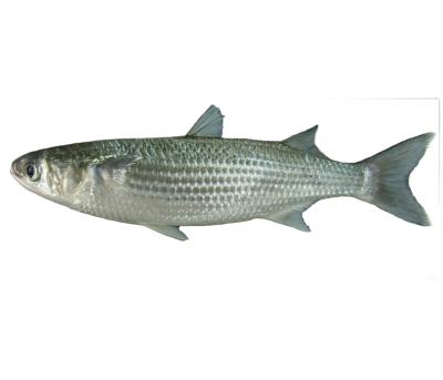 China Roe Off Gray Mullet frozen on ground FROZEN /Mugil Cephalus for sale