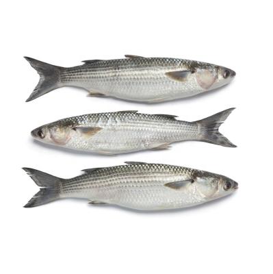 China New FROZEN arrive frozen gray mullet fish for sale