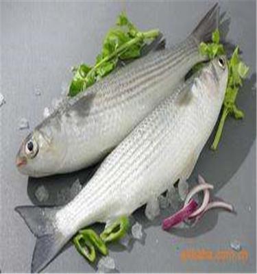 China Good Ground FROZEN Gray Mullet Gutted Frozen Prices for sale