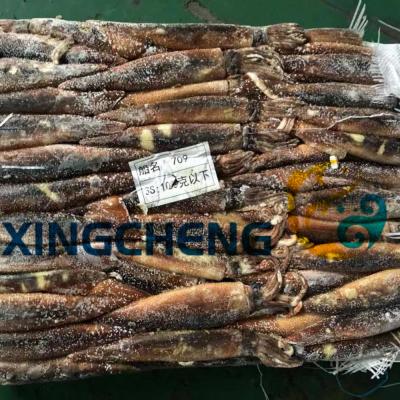 China Nutritious Sea Illex Squid Frozen Illex Argentinas for sale