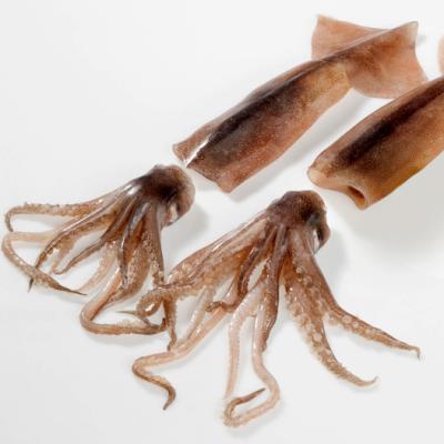 China 400-600g BQF Small Nutritious Scoop Caught Illex Squid On Sale for sale