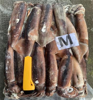 China Sea Fishing Illex Squid Argentina Nutritious Frozen Frozen Squid for sale