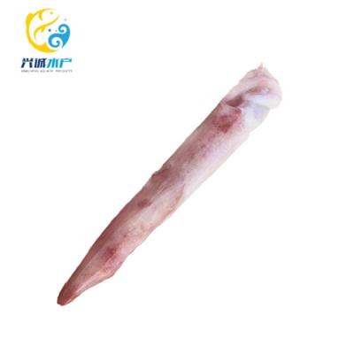 China FROZEN whole Loligo and round squid, IVP/IWP for sale