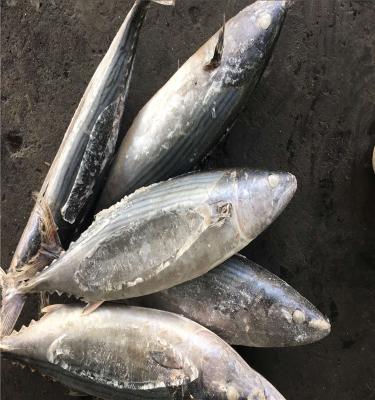 China Frozen sea sarda bonito fish FROZEN for market for sale