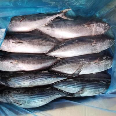 China Orientalis whole rounds of sarda de bonito striped FROZEN seafood wholesale for sale