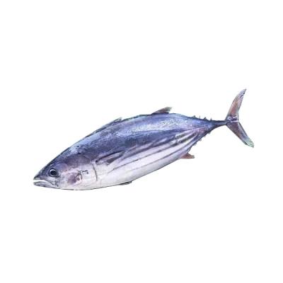 China Tuna Fish Frozen Skipjack 1.8kg+ of FROZEN Seafood for sale