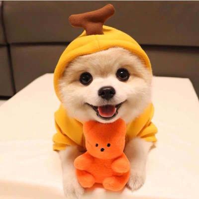 China Small medium stocked dog love autumn and winter two feet cute pet clothes cat clothes for sale