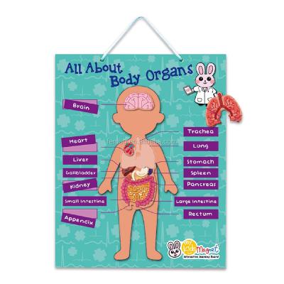 China OEM Interesting Beautiful Blue Wall Hanging Educational Magnetic Board For Body Organs for sale