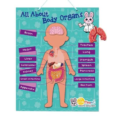 China OEM Durable Beautiful Blue Wall Hanging Educational 2022 Magnetic Board For Teacher Body Organs for sale