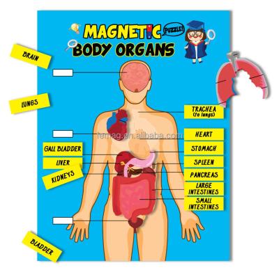 China 2015 New English Conversation E1009 Magnetic Learning Body Organs Chart E1009 for sale