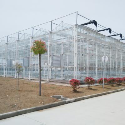 China Best Price Multi-span Commercial Glass Tomato Glass Greenhouse for sale