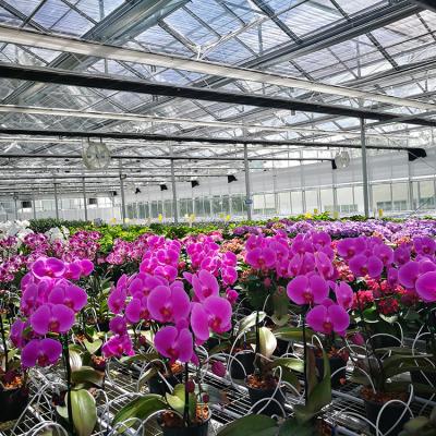 China Chinese Glass Supplies Glass Greenhouse For Orchid Production for sale