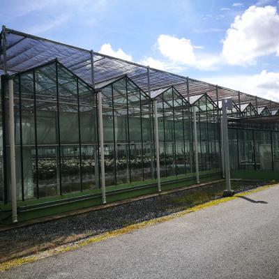 China High Quality Mini Garden Industrial Orchid Glass Greenhouse for sale