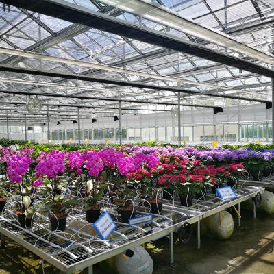 China Orchid Glass Cheap Production Price Glass Greenhouse For Sale for sale