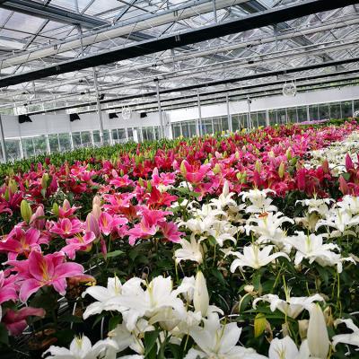 China Glass Galvanized Glass Steel Structure Garden Greenhouse For Flower for sale