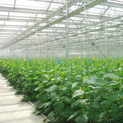 China Chinese Manufacturer 88%-97% Light Transmittance Glass Glass Greenhouse for sale