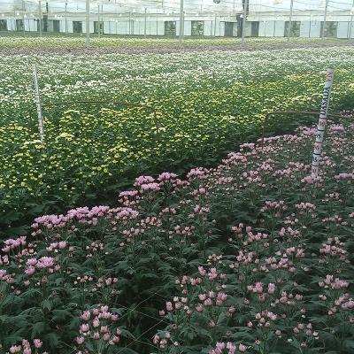 China High Quality PE Plastic Film Covered Climate Controlled Greenhouse for sale