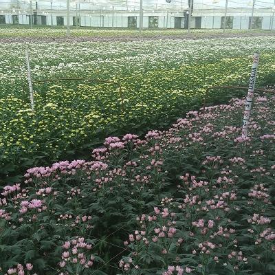 China PC sheet easily installed Multispan plastic pe film greenhouse for flowers for sale