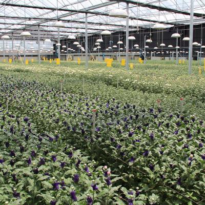 China Energy Saving PC Sheet PC Flower Greenhouse For Different Climate Regions for sale