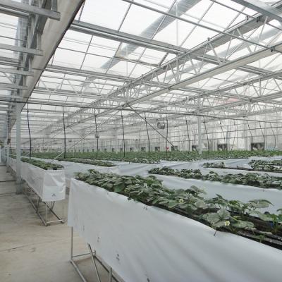 China PC Sheet Multi-span PC Sheet Multi Span Greenhouse For Strawberry for sale