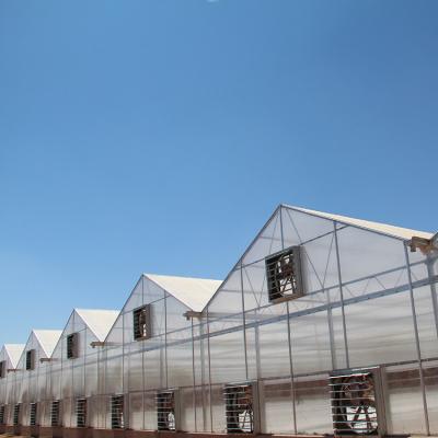 China Cheap PC Sheet Price Tomato Production Polycarbonate Greenhouse for sale