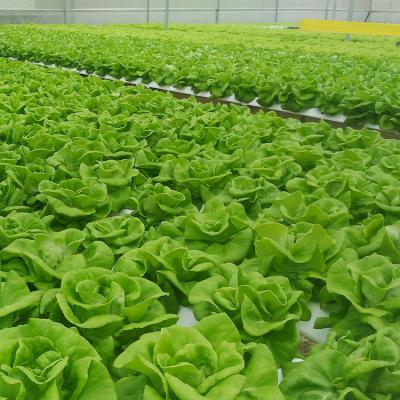 China Plastic PE China Supplier Hydroponic Growing Systems Agricultural Greenhouse for sale