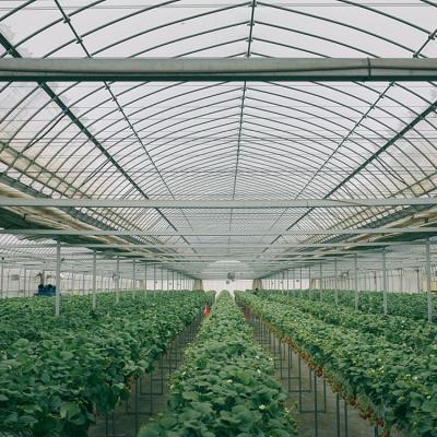 China Agricultural PE Film Covered Multi Span Strawberry Production Greenhouse for sale