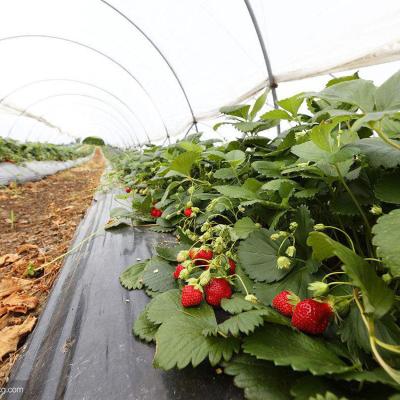 China PE China Factory Supplies Strawberry Production Greenhouse For Export for sale