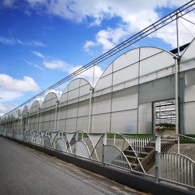 China PE China Supply Strawberry Production Greenhouse To Philippines for sale