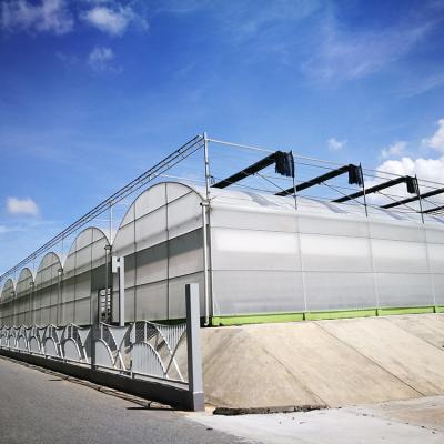 China Good Quality PE Grape Greenhouse With Ventilation for sale