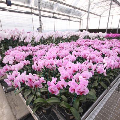 China PE Galvanized Steel Structure Polythene Greenhouse For Orchid for sale