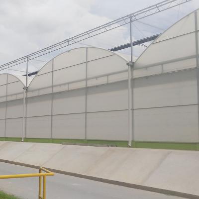 China Construction of PE tunnel greenhouse for flower for sale